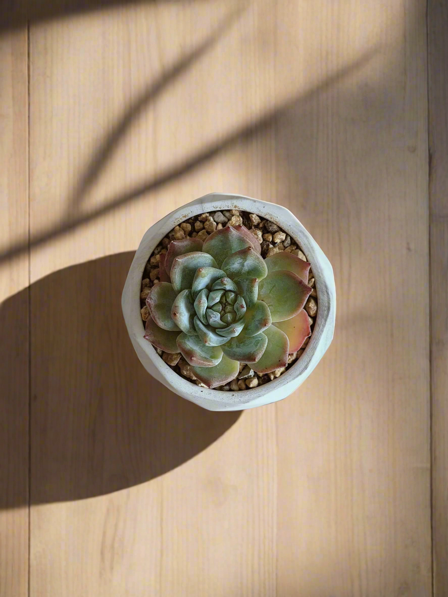 Top view of the texture of the marble pot with Echeveria Bluebird. 