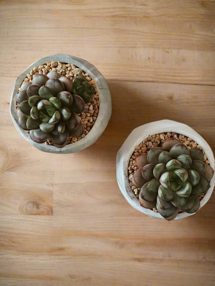 Too view of two Succulent Harmony Green Pots – Graptoveria 'Amethorum' in Marble Pots, showcasing their pastel colors together.