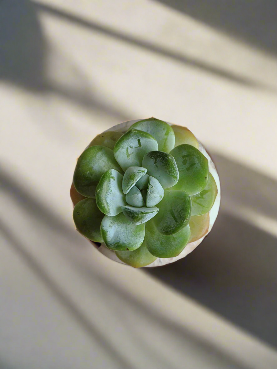 Succulent Elegant Round Brown Pot featuring Echeveria