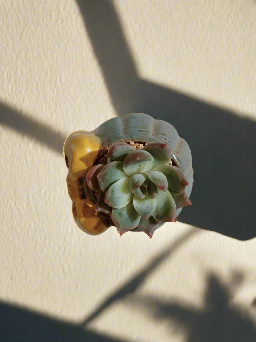 Succulent Ceramic Round Bow Blue – Echeveria 'Blue Bird' - SlowBloomGreens