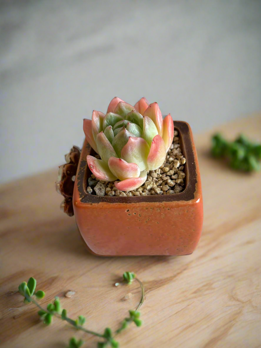 Succulent Ceramic Square Flowerpot Orange – Echeveria Suryeon