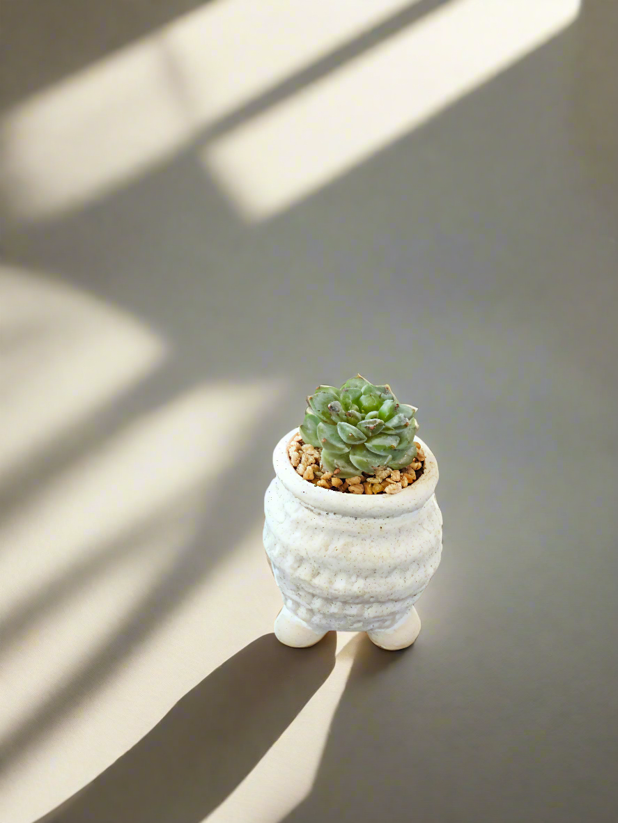 Succulent Tiny Footed Planter - Echeveria 'Red Velvet' - SlowBloomGreens