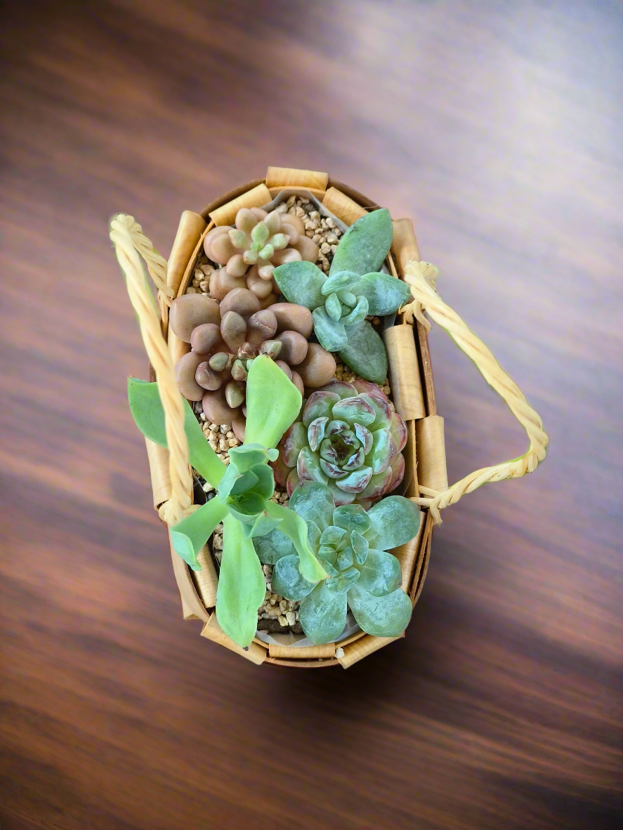 Succulent Basket Bliss - Handcrafted Succulents