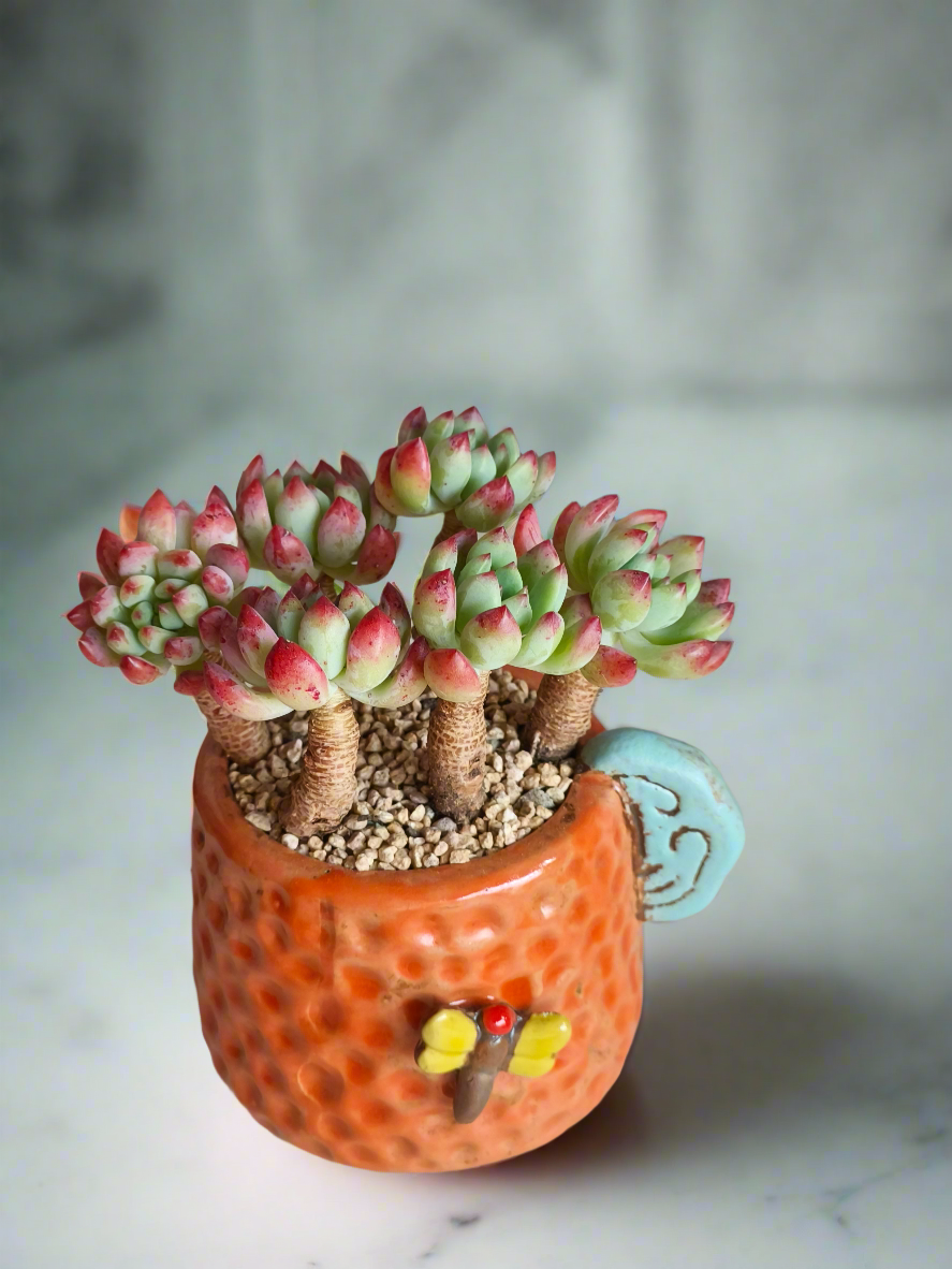 Succulent Enchanted Garden Dragonfly Planter – Sedeveria 'Blue Elf'