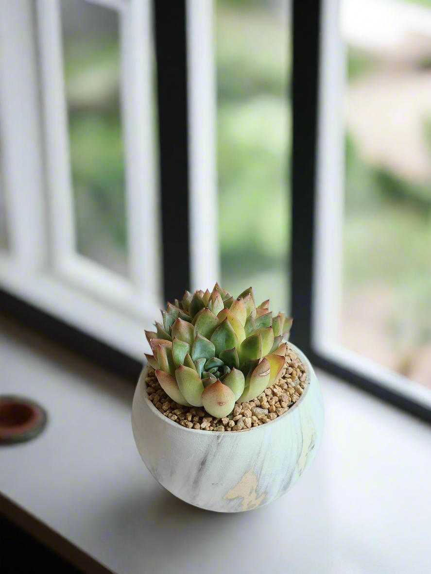 Stylish gold pot housing the Succulent Elegant Round Gold Pot – Echeveria Mexican Ball.