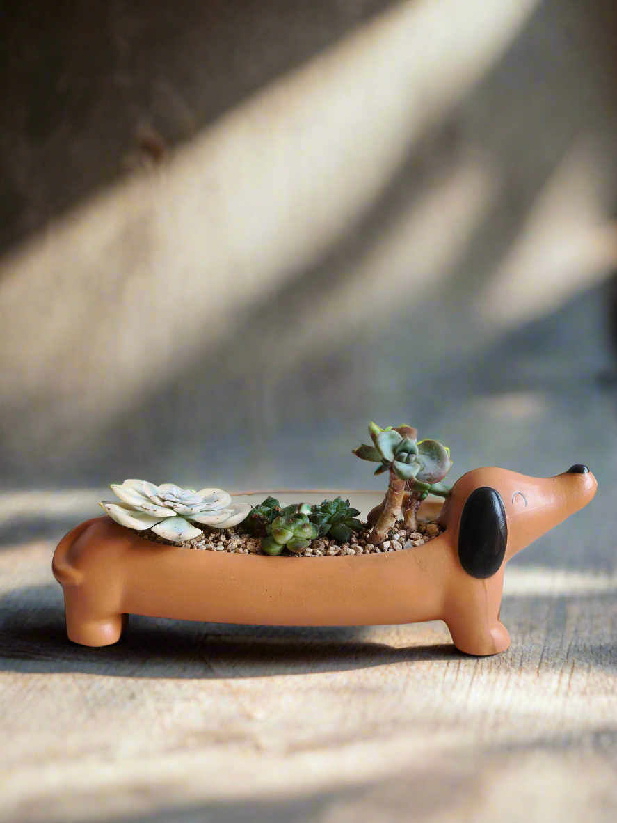 Succulent Daunchund Pot - Echeveria agavoides 'Akaihosi' & friends - SlowBloomGreens
