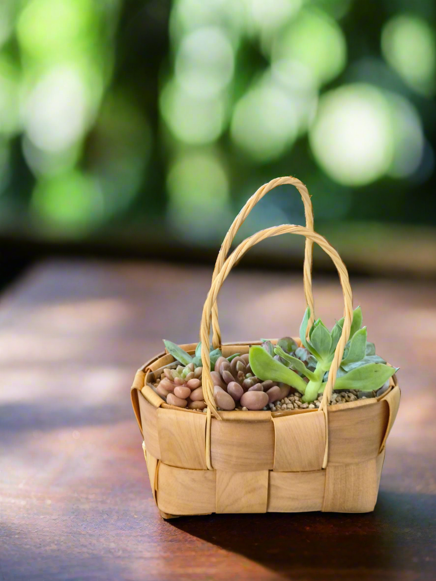 Succulent Basket Bliss - Handcrafted Succulents