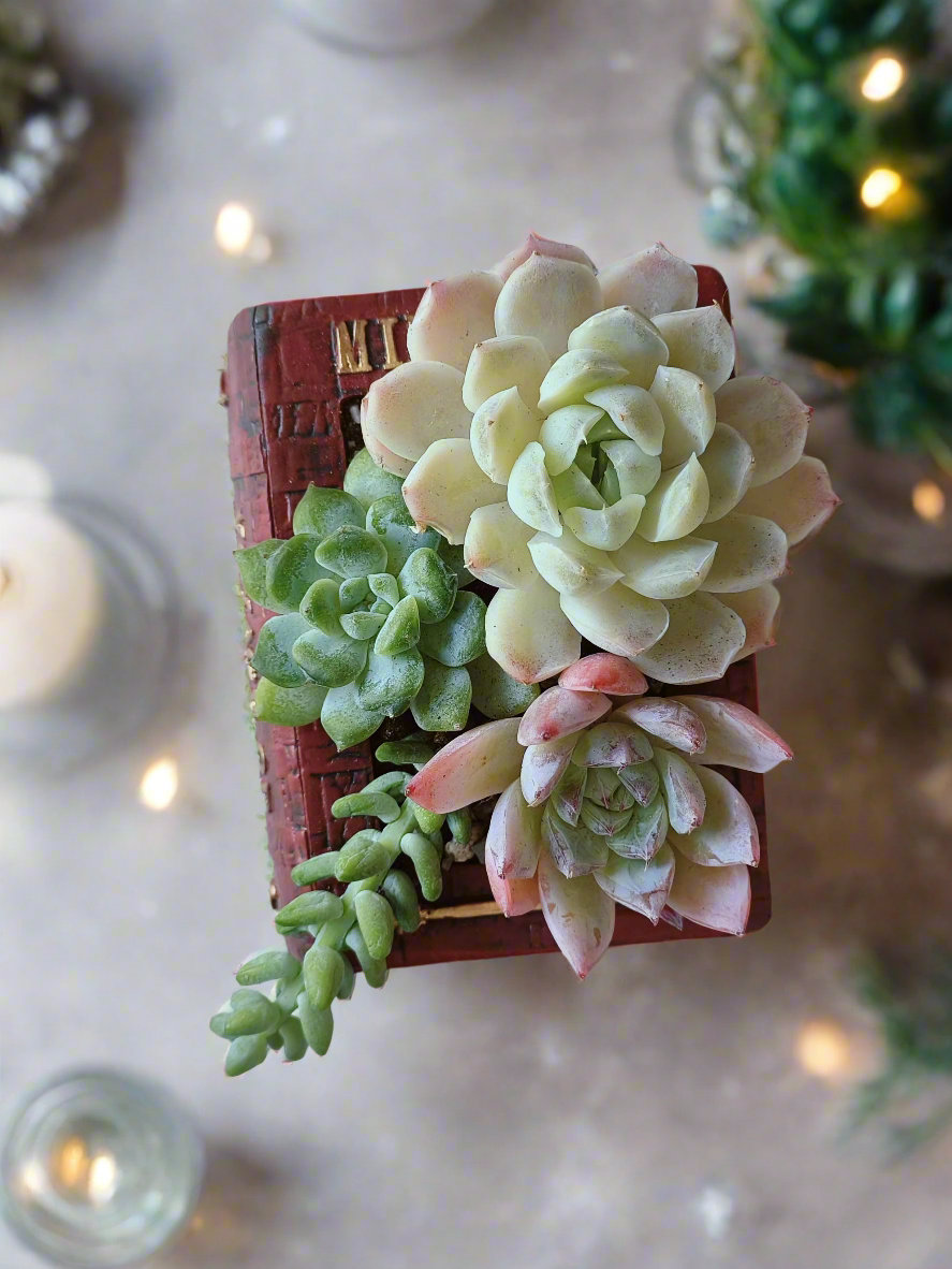 Succulent Book Nook – Assorted Succulents