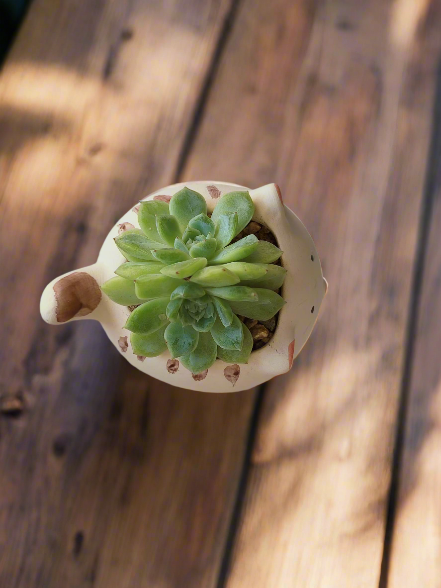 Top view of Succulent Cat Pot - Double-headed Echeveria Cat's Claw