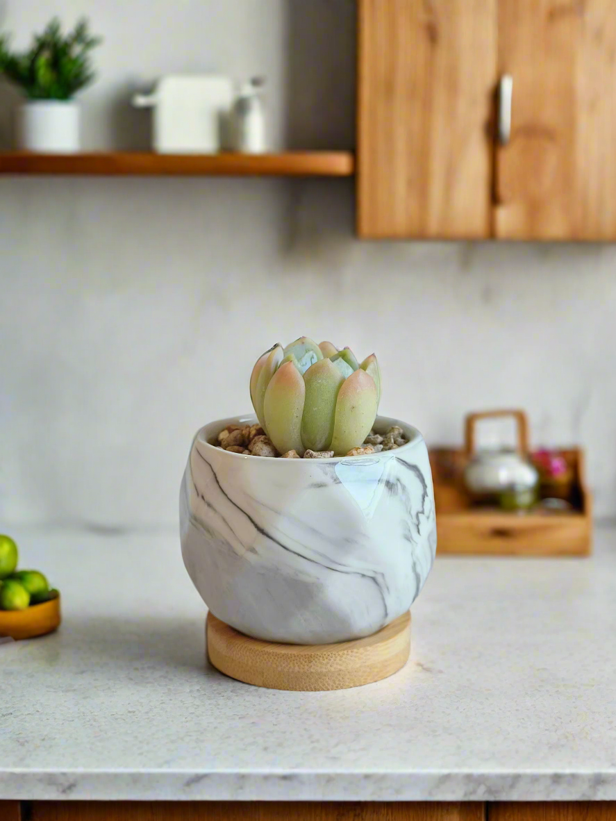 Succulent Petite Bliss Grey - Echeveria Suryeon enhancing minimalist decor.