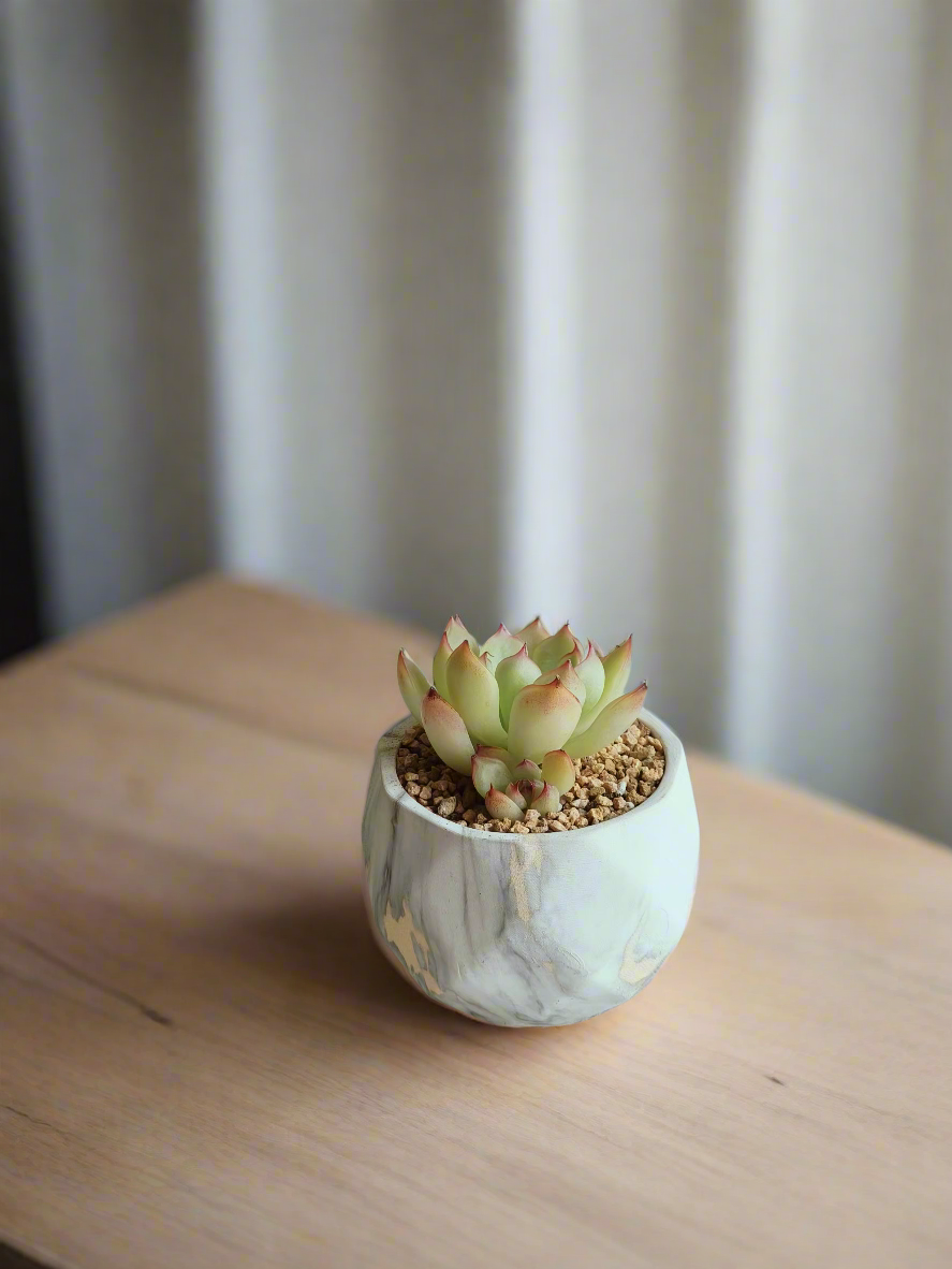 Succulent Classic Marble Gold Pot – Echeveria Elegans