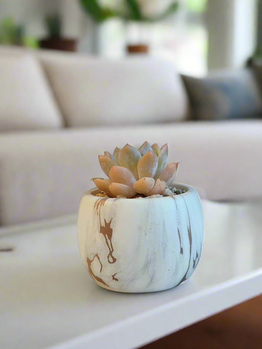 Luxurious design of the Succulent Mini Round Gold Pot – Graptoveria Opalina.