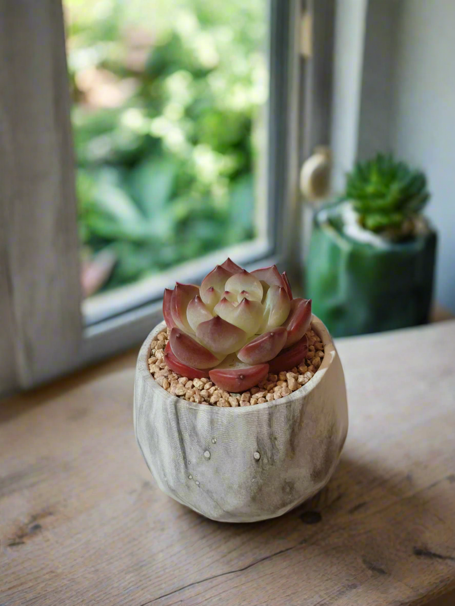 Succulent Classic Marble Ash Pot – Echeveria Strawberry Almond