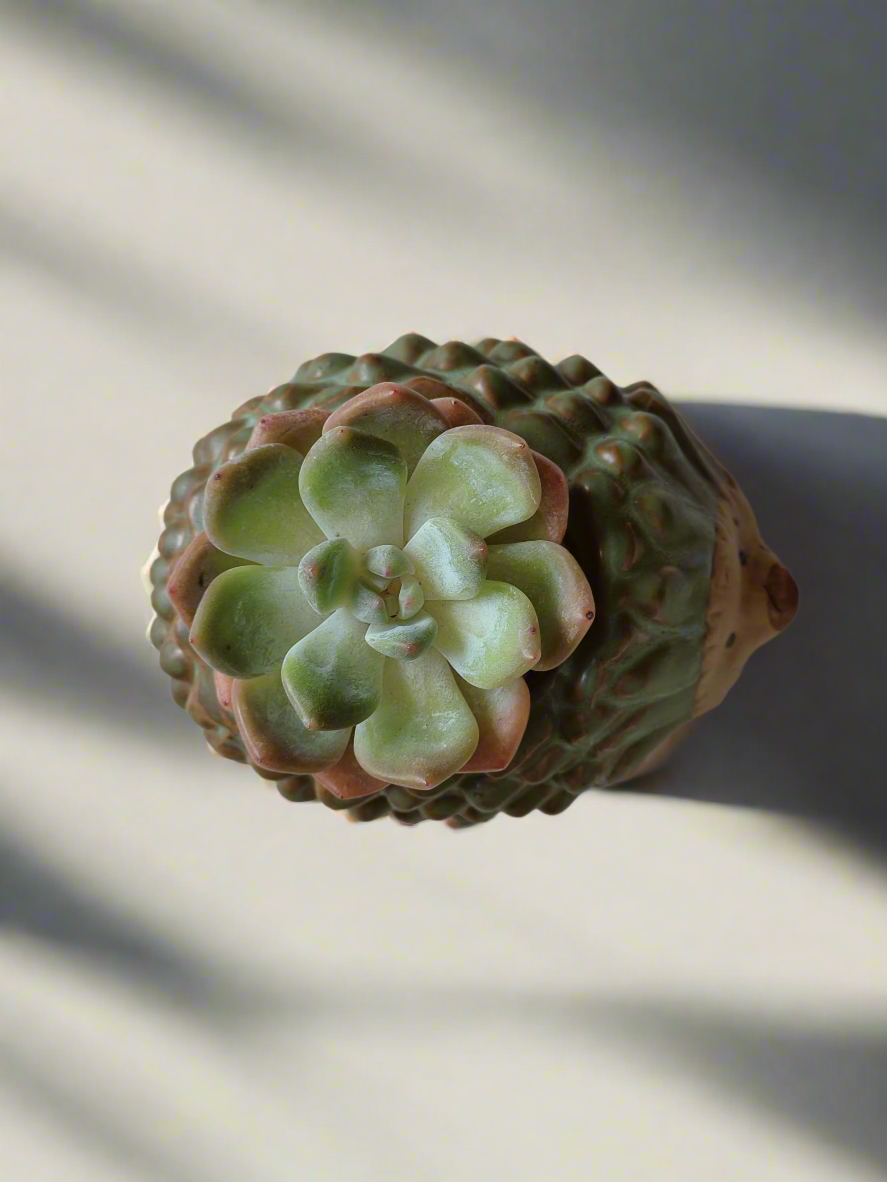 Succulent Hedgehog Pot - Echeveria Suryeon