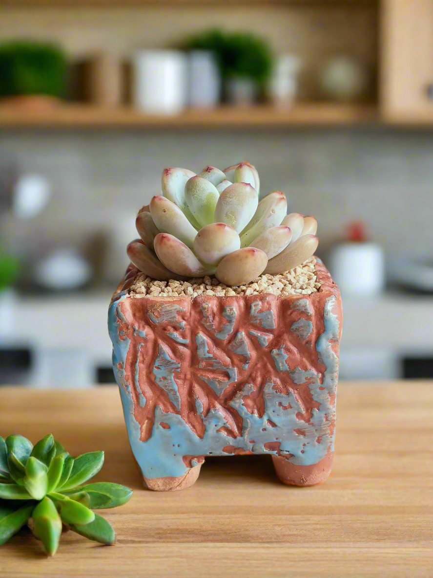 Succulent Rustica Ceramic Blue-Brown – Pachyphytum oviferum 'Moonstones'