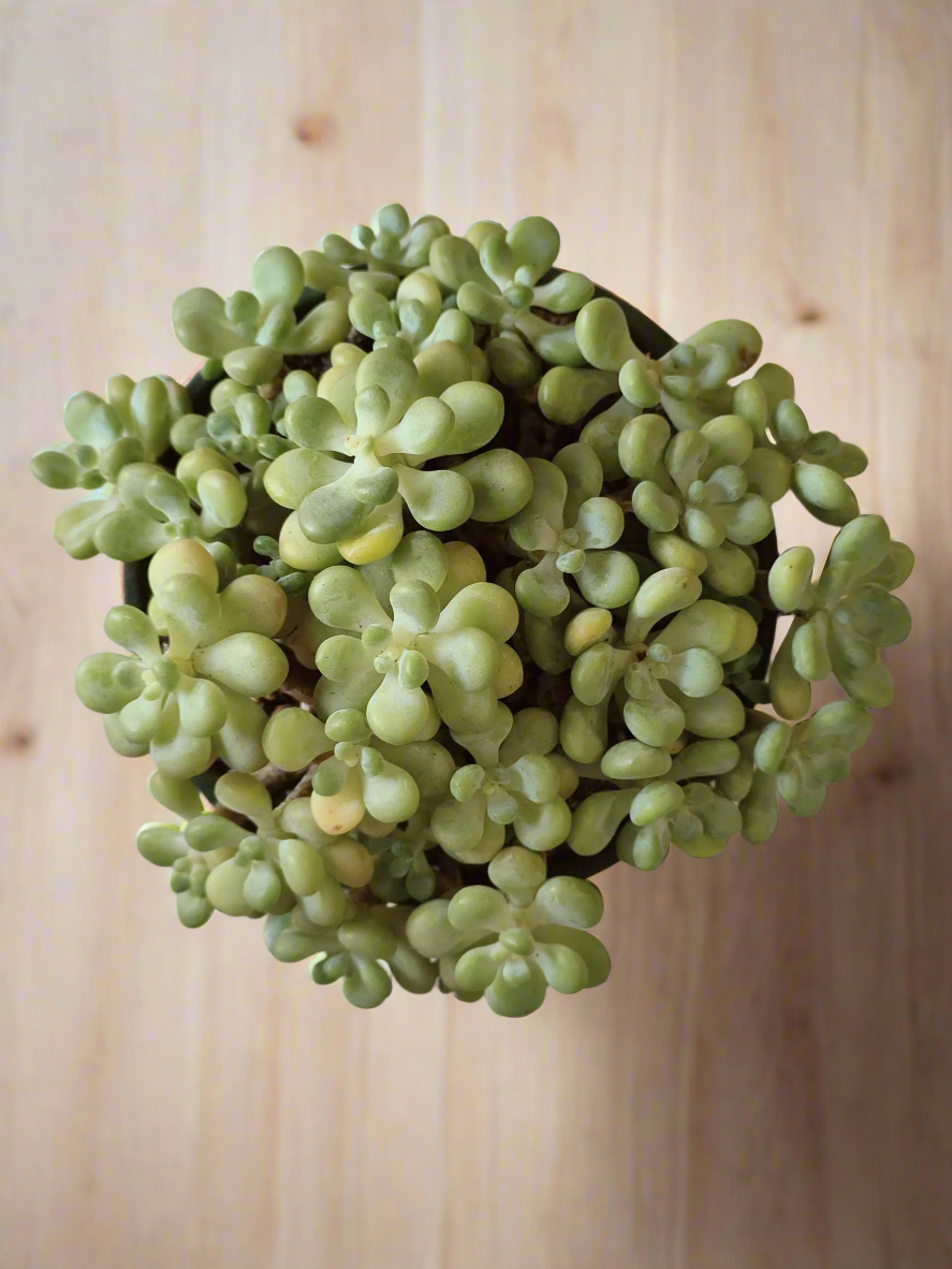 Arrangement of the Succulent Rustica Garden – Tiscalatengo Gorge Sedum in a cozy corner.