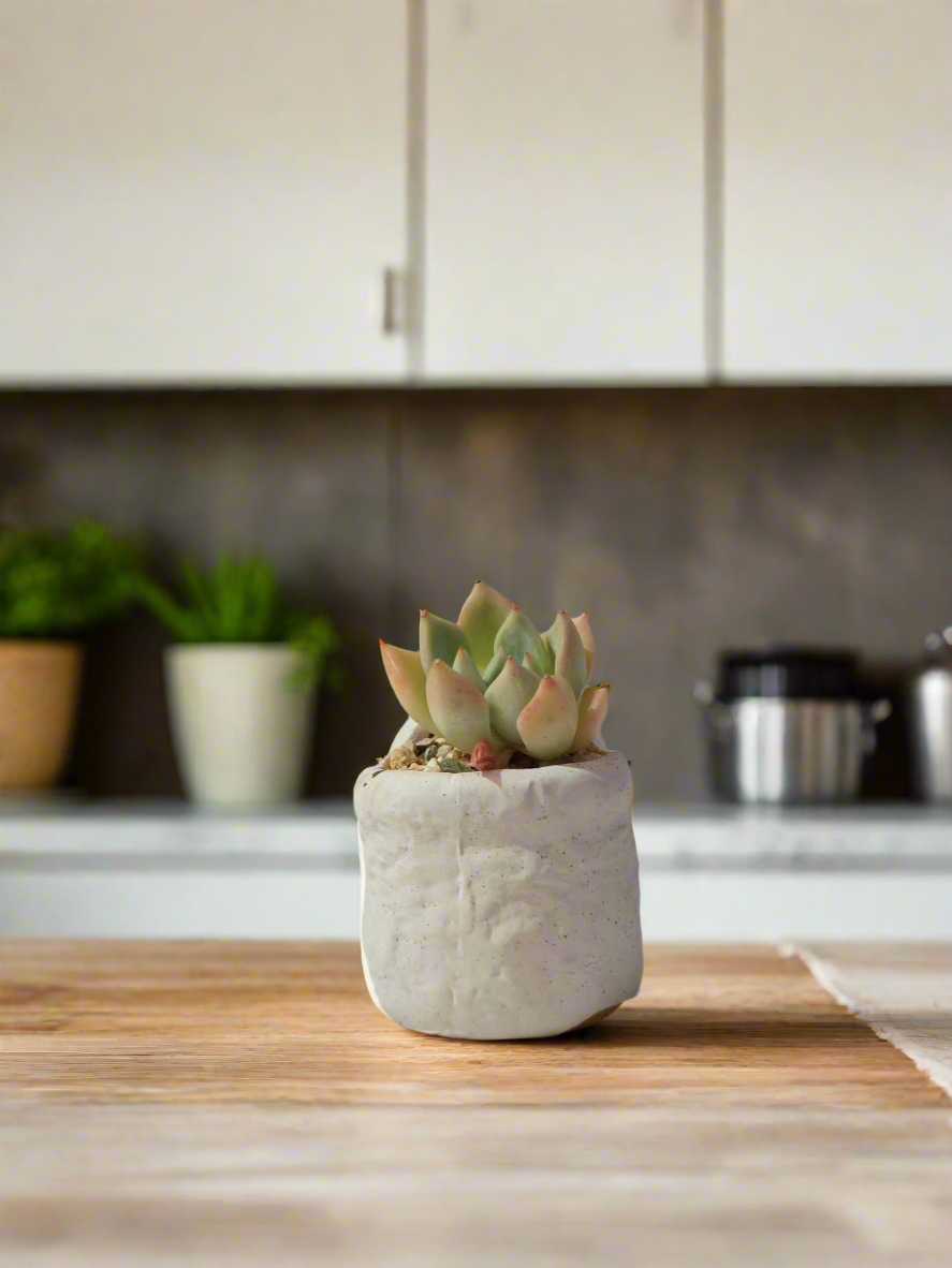 Succulent Smiley Cat Pot - Echeveria Elegans on windowsill