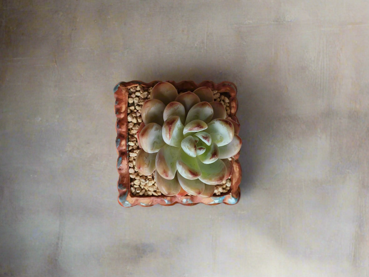 Succulent Rustica Ceramic Blue-Brown – Pachyphytum oviferum 'Moonstones'