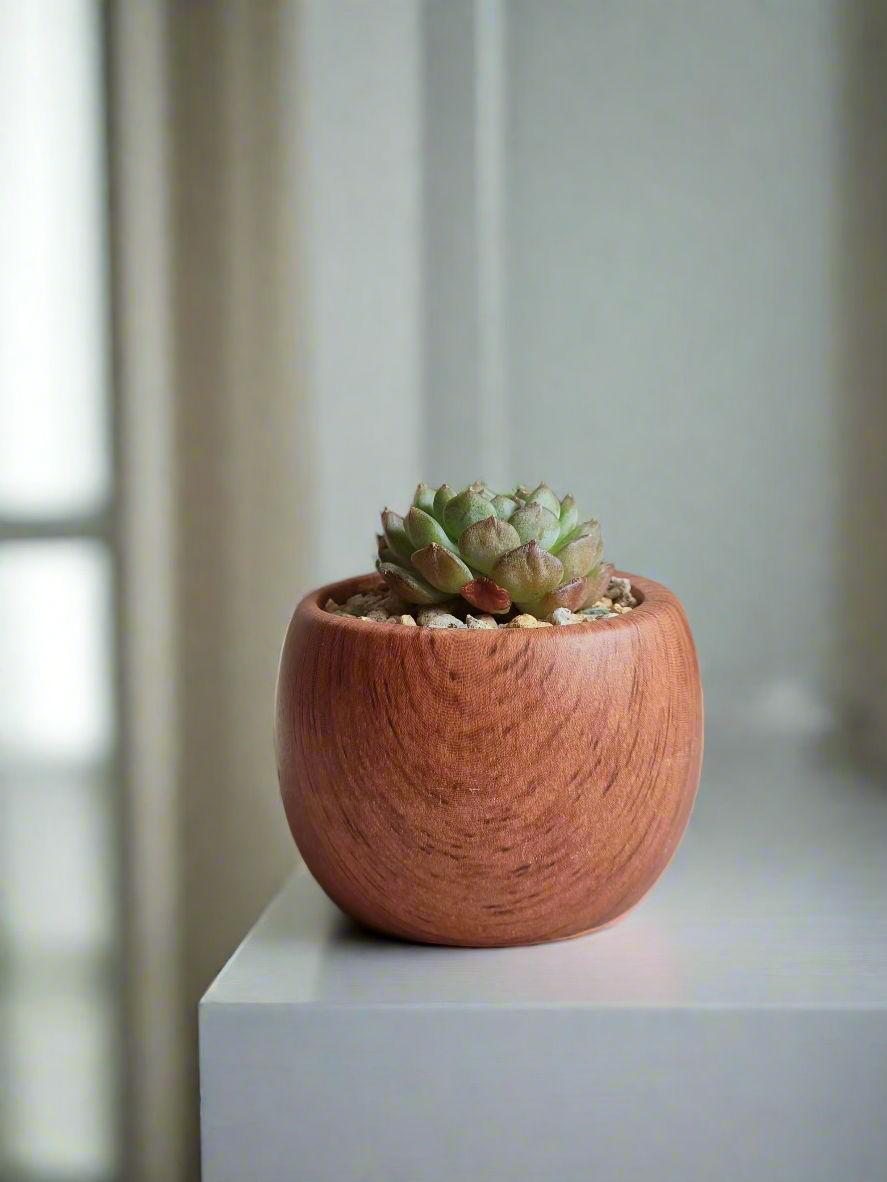 Handcrafted Succulent Mini Round Woodgrain Pot – Echeveria Minima enhancing decor.