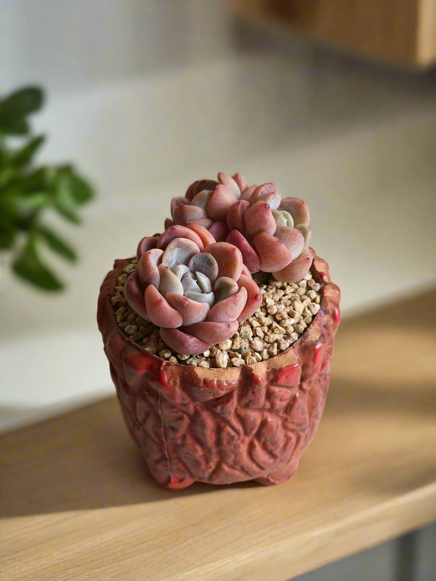 Succulent Rustica Ceramic Red – Echeveria hybrid