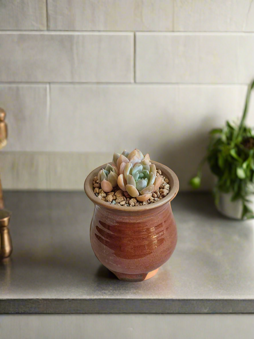 Lush view of the Succulent Rustica Mahogany - Echeveria Suryeon in natural light.