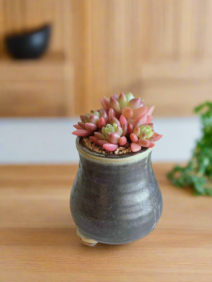 Succulent Rustic Pot Glow Grey - Echeveria 'Ruby Donna