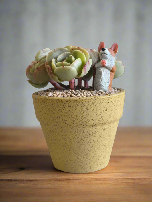 Succulent Speckled Terracotta Yellow Pot Yoga Shiba - Echeveria 'Peach Pride'