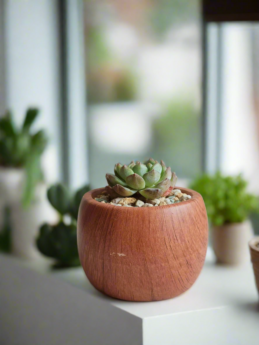 Close-up of the Echeveria Minima rosettes in the Mini Round Woodgrain Pot.