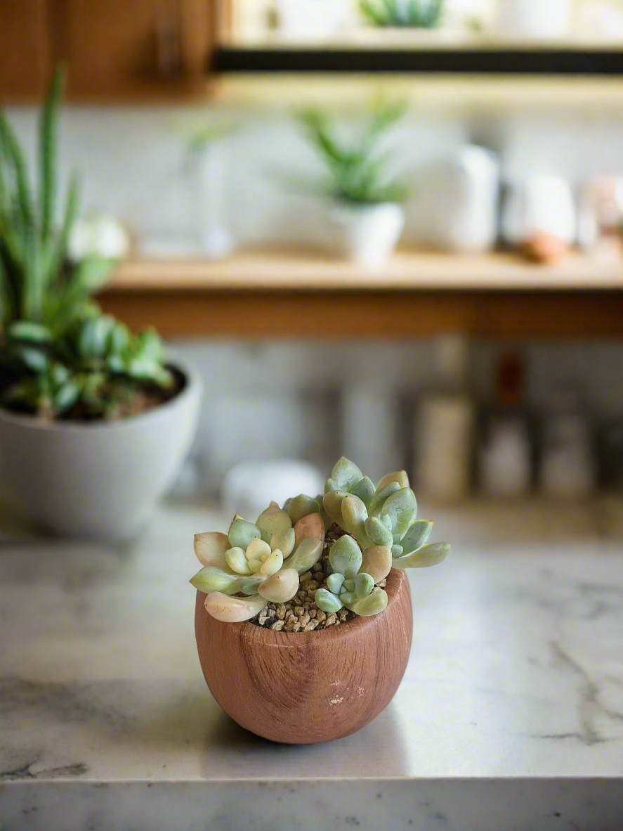 Succulent Mini Round 'Wood' – Graptopetalum mendoza