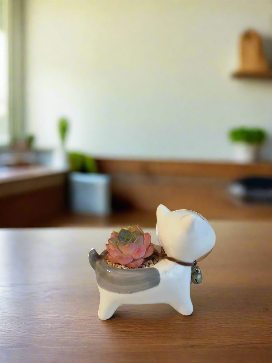 Succulent Puppy Bull Terrier - Echeveria Suryeon