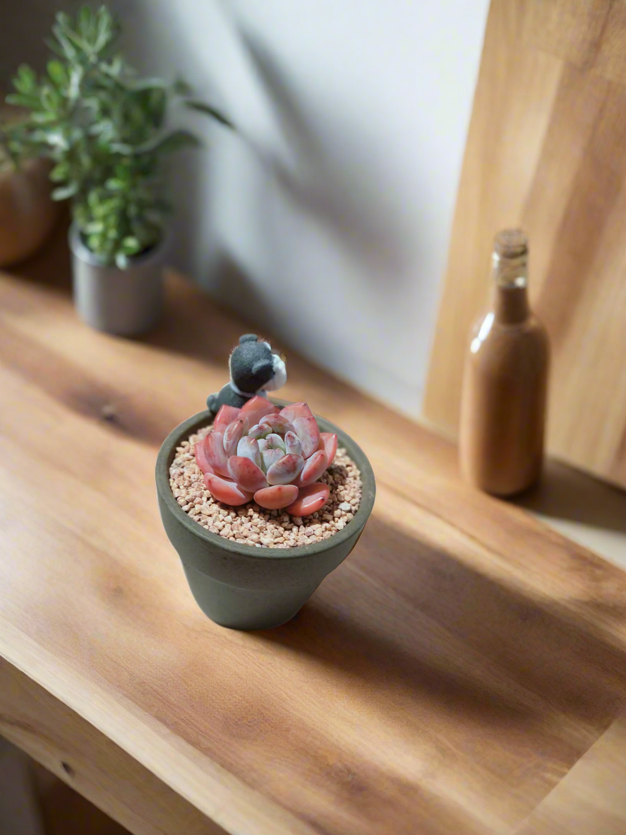 Succulent Schnauzer Pot - Echeveria Orange Monroe - SlowBloomGreens