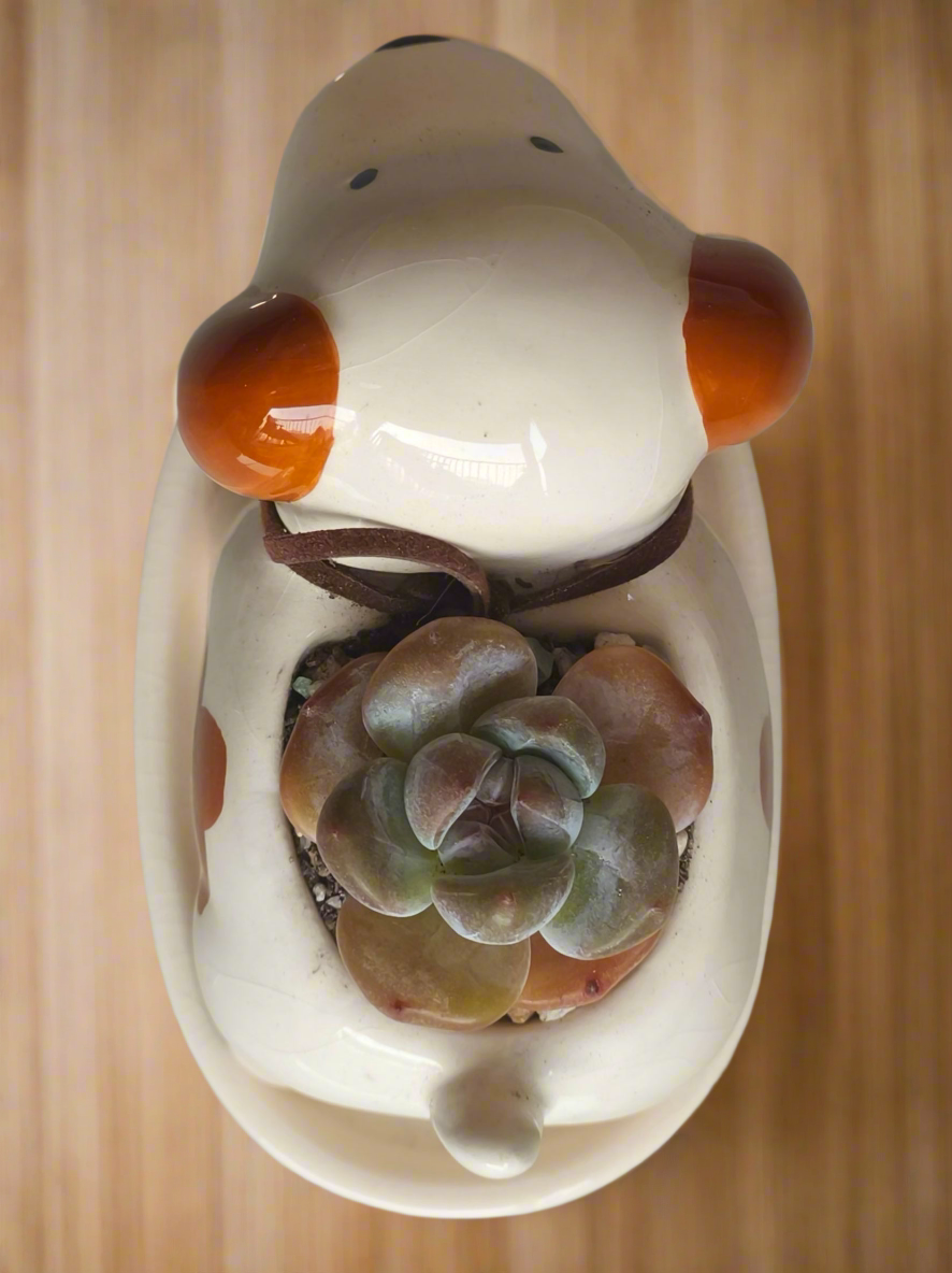 Succulent Puppy Jack Russell Terrier Planter - Echeveria Ice Green