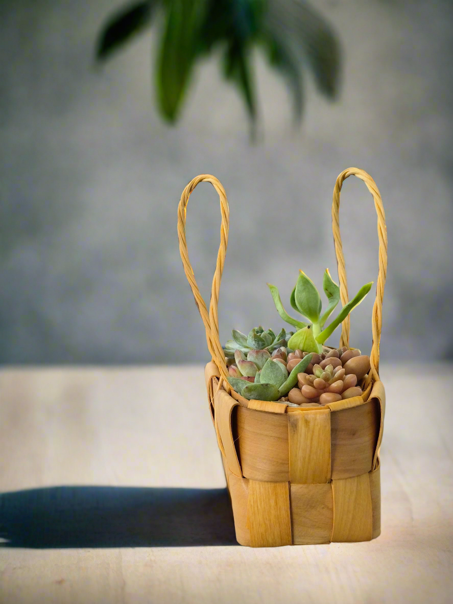 Succulent Basket Bliss - Handcrafted Succulents