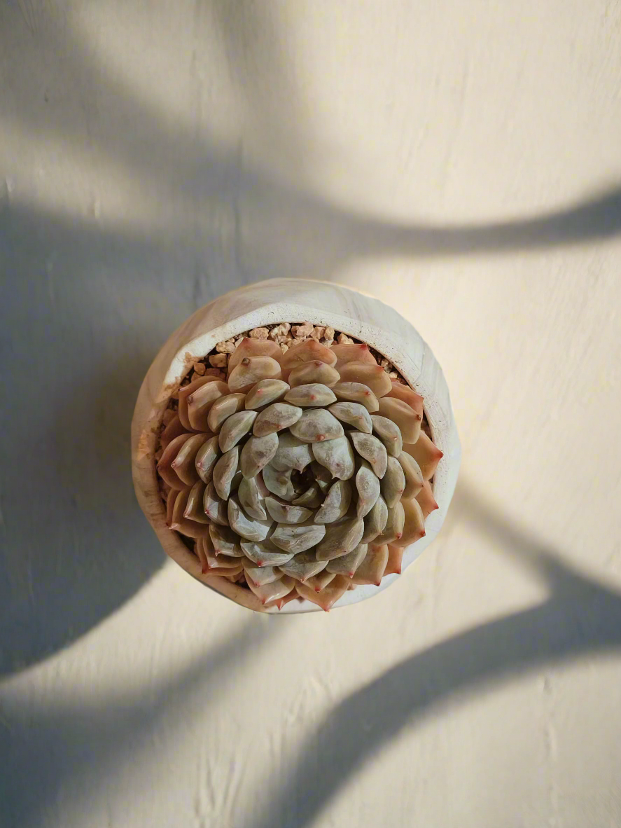 Succulent Classic Marble Brown Pot – Echeveria Fiona - SlowBloomGreens