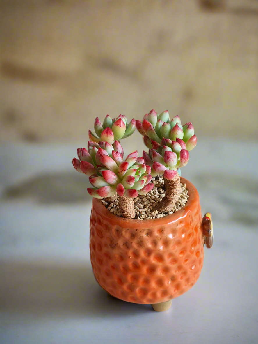 Succulent Enchanted Garden Dragonfly Planter – Sedeveria 'Blue Elf'