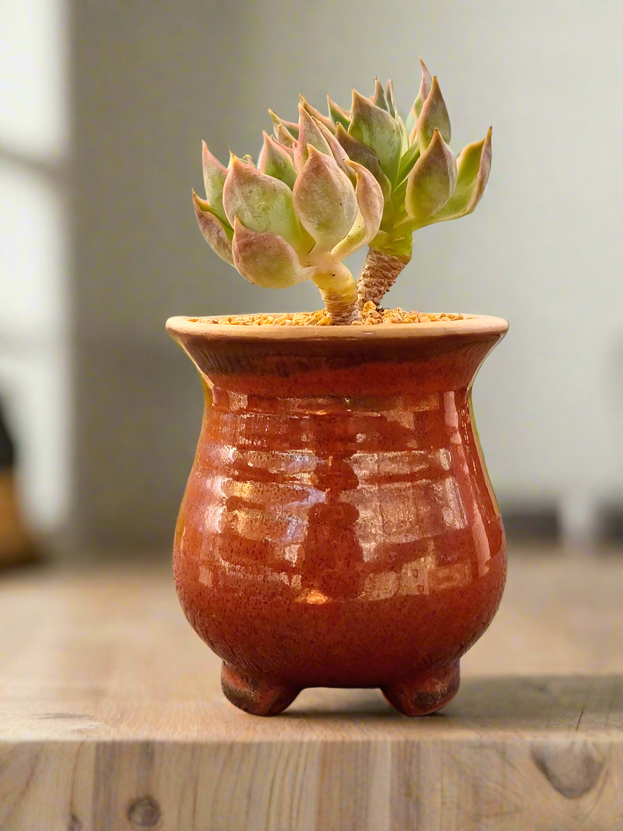 Succulent Rustica Mahogany Planter – Echeveria Peacockii - SlowBloomGreens