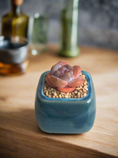 Succulent Serene Square Mini Planter – Echeveria 'Cosette'