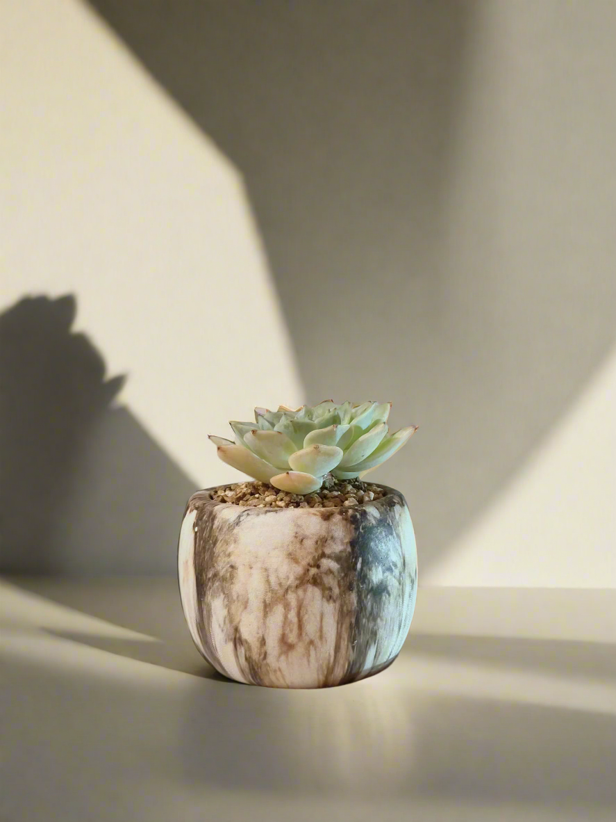 Succulent Mini Round Brown - Echeveria Elegans