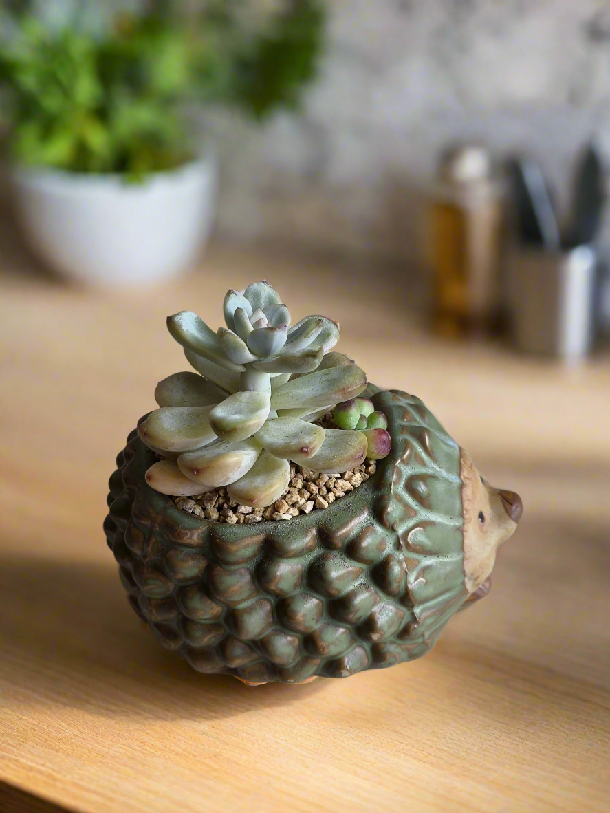 Succulent Hedgehog Pot - Pachyphytum