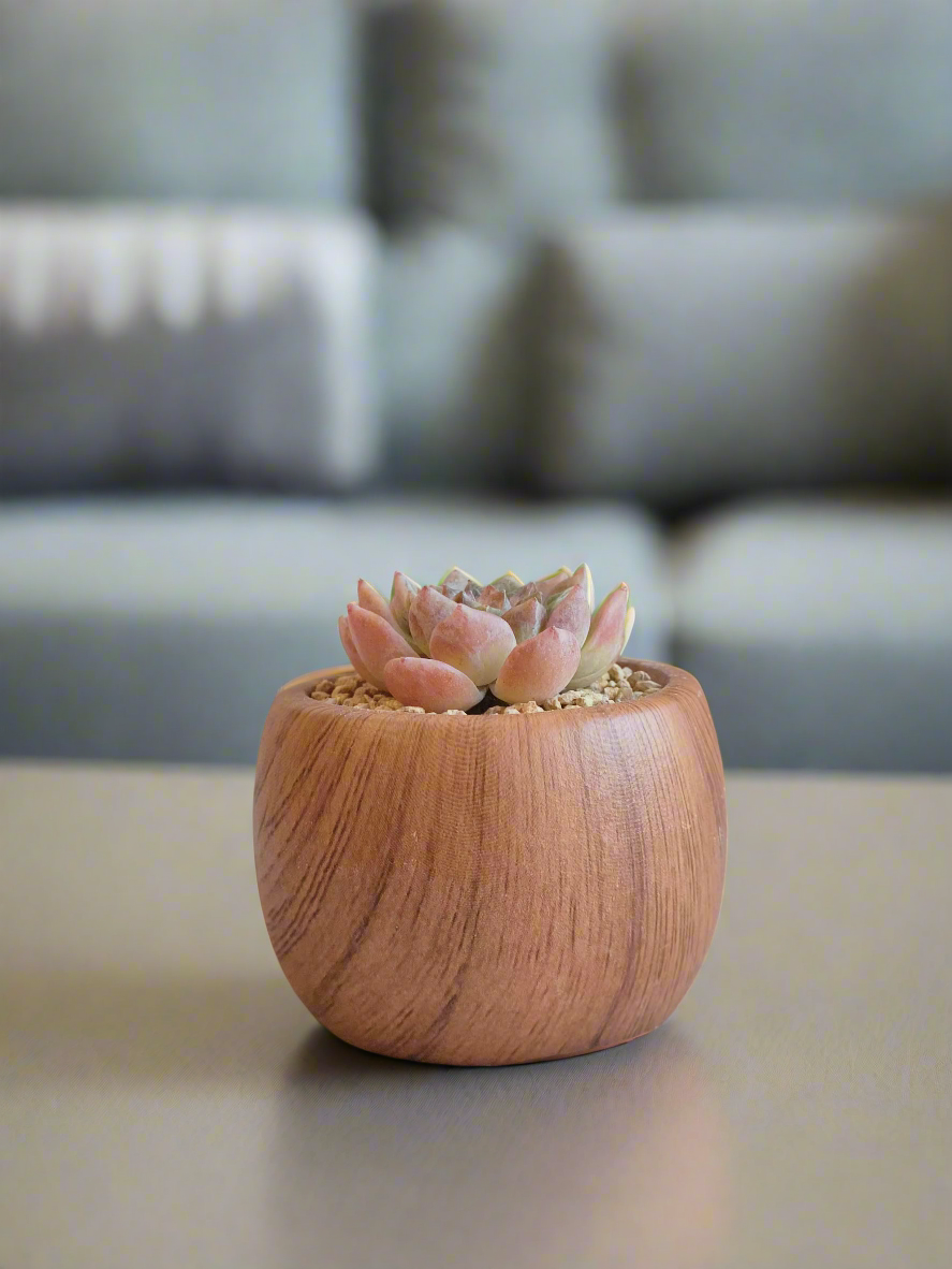 iew of the Succulent Mini Round 'Woodgrain' - Echeveria hybrid, showcasing the rounded planter with the succulent’s pastel leaves.