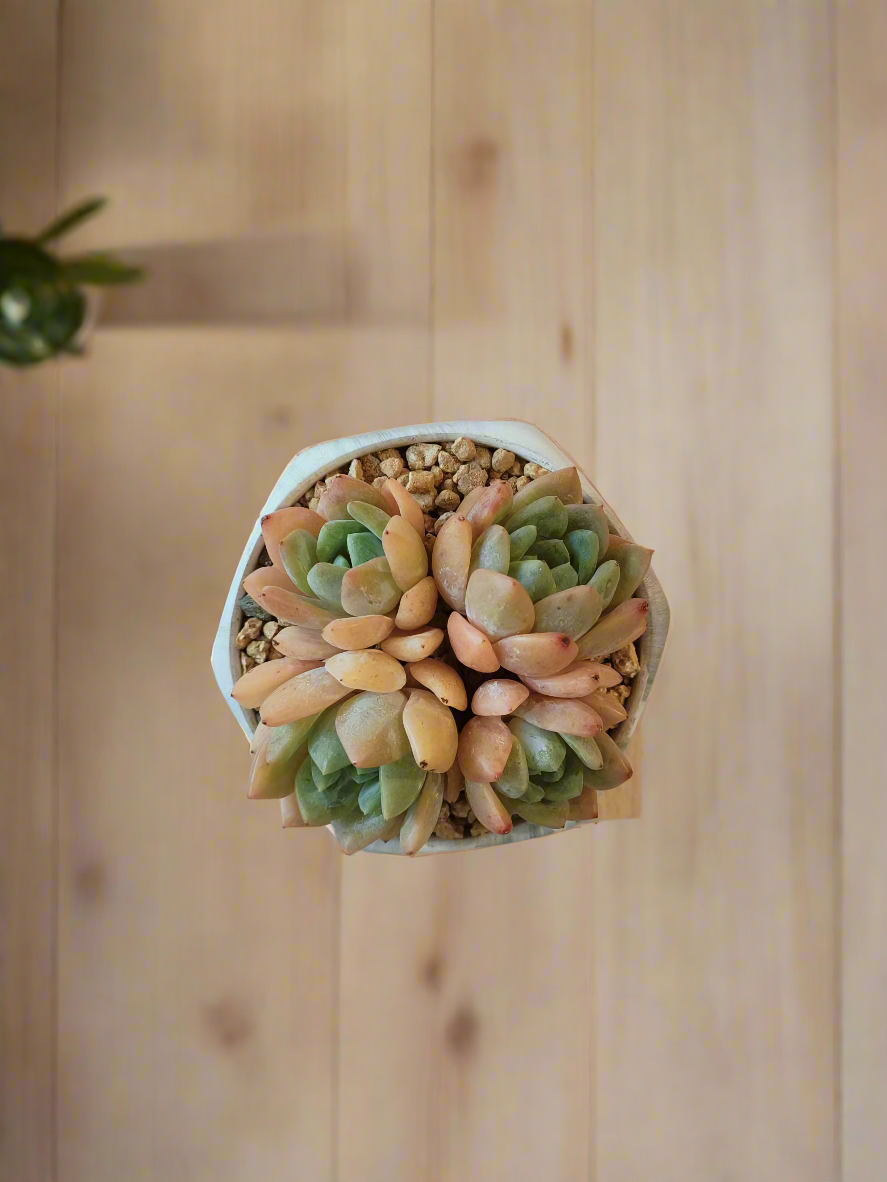 Succulent Radiant Octagon Green – Echevaria Suryeon - SlowBloomGreens