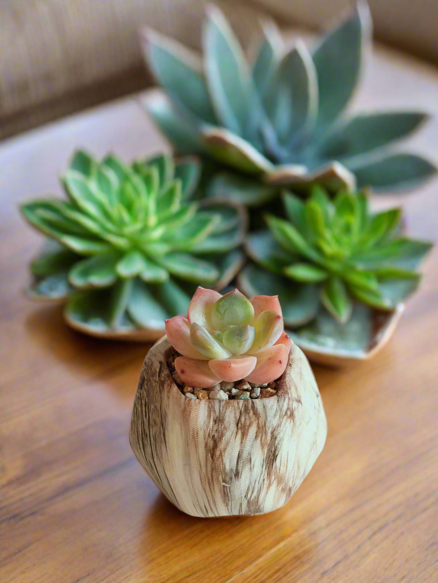 Natural setting featuring the Succulent Mini Octagon Brown Pot – Echeveria Suryeon.