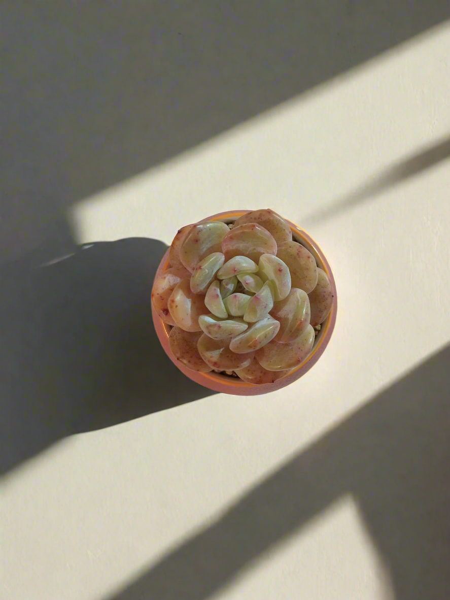 Succulent Auspicious Grace Pot - Echeveria Mont Blanc