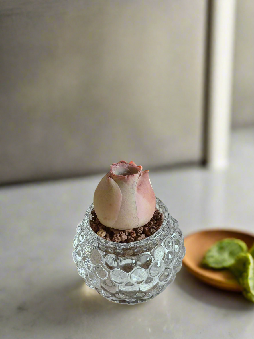 Succulent Round Bubble Glass - Mountain Rose - SlowBloomGreens