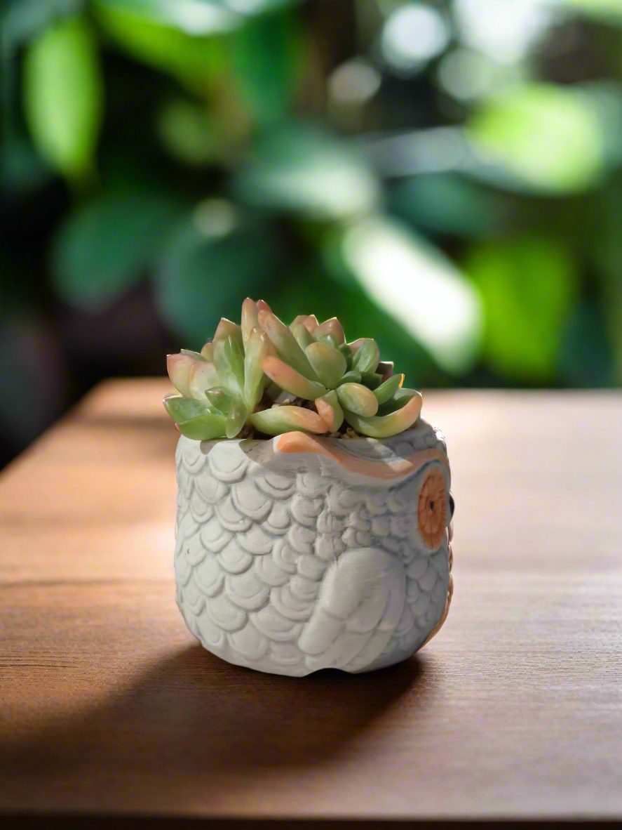 Charming Sedum 'Alice Evans' in an owl-shaped pot