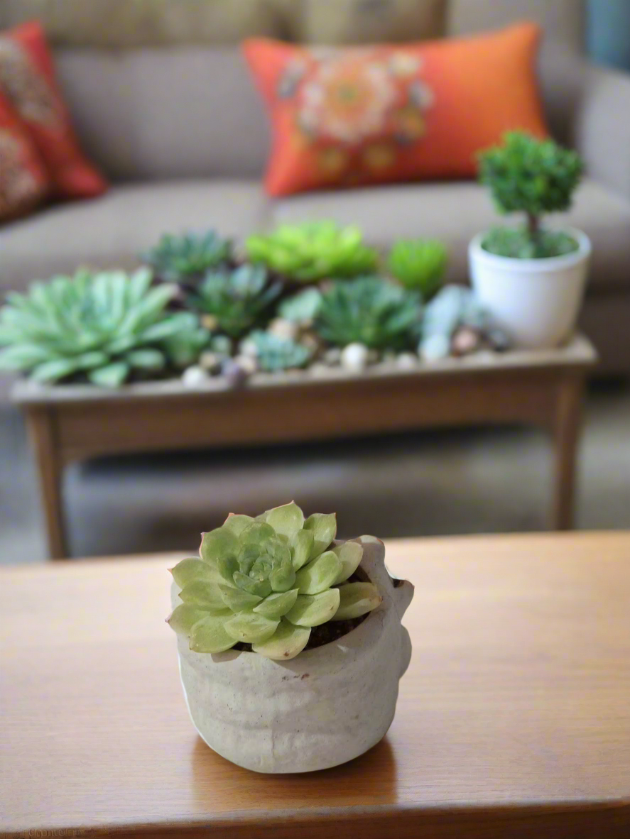 Succulent Cat Pot featuring vibrant Echeveria 'Lime & Chilli'