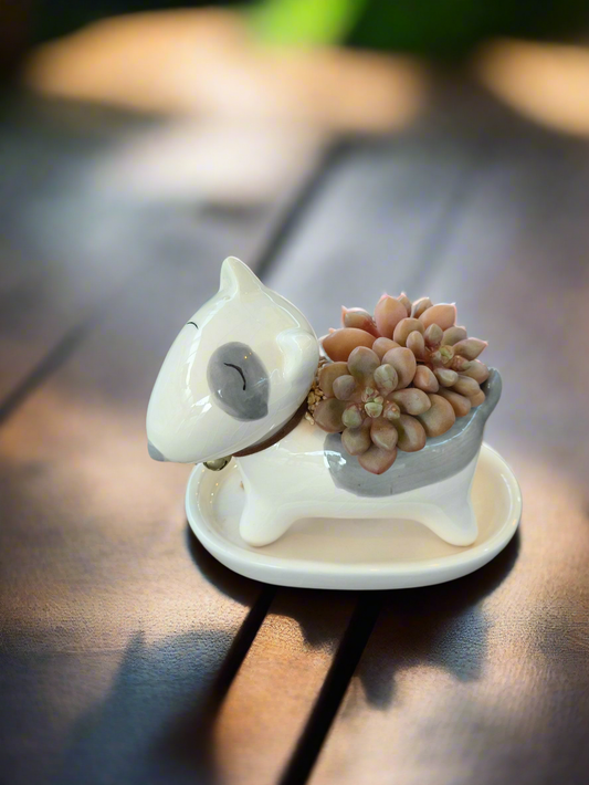 Succulent Bull Terrier Planter – Graptopetalum 'Mirinae'