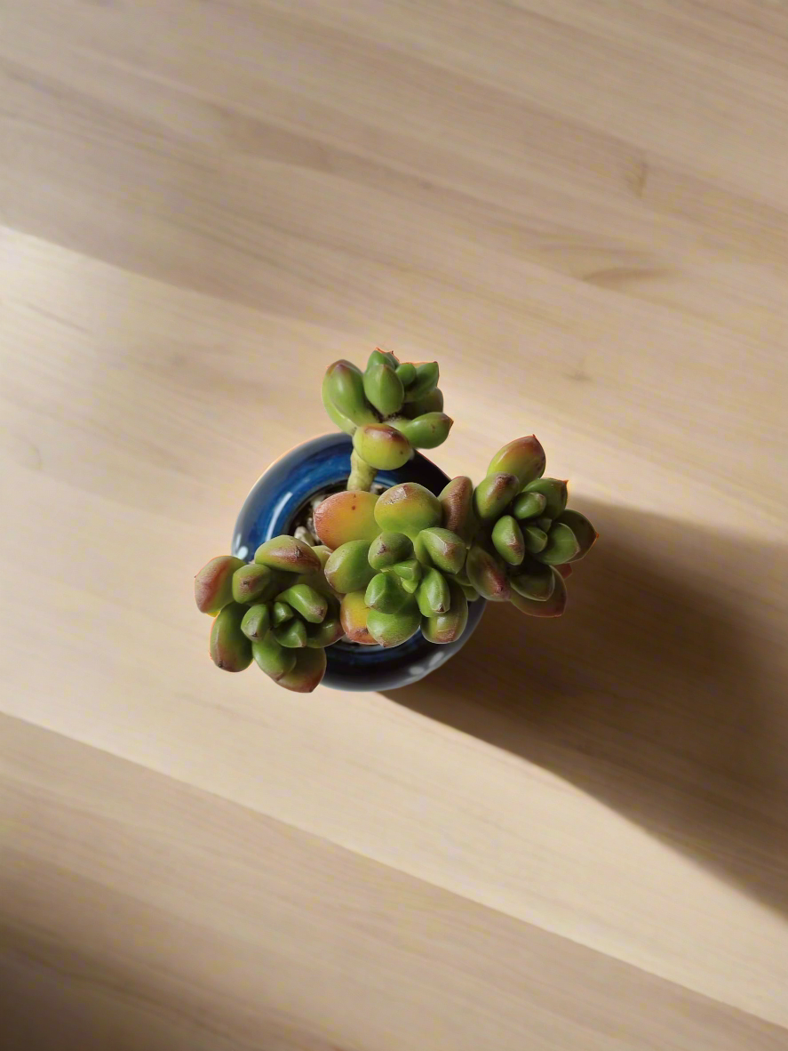 Succulent Sakura Blue - Sedum Lucidum - SlowBloomGreens