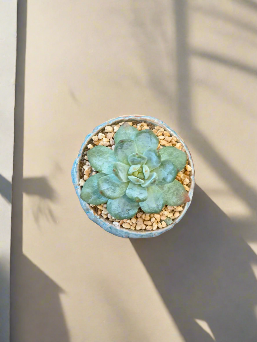 Succulent Misty Lavender Ombre Rustic Mini Planter – Echeveria Bluebird