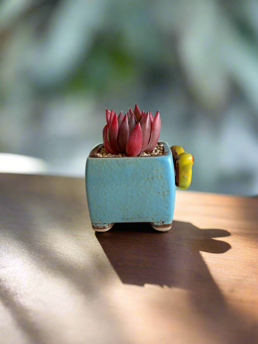 Succulent Ceramic Square Flowerpot Baby Blue – Echeveria Agavoides  'Christmas Eve' - SlowBloomGreens